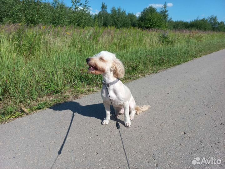 Вязка для милого кавалера