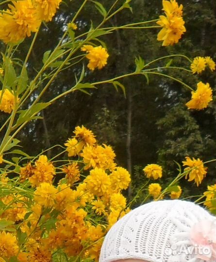 Рудбекия многолетняя