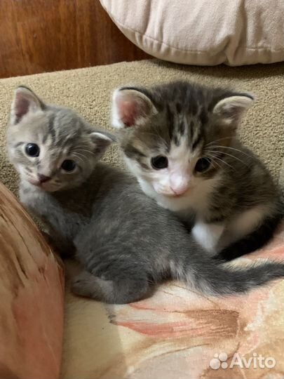 Котята