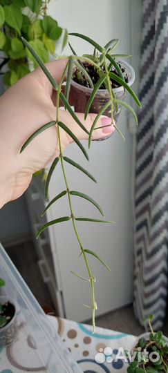 Хойя эскимо, макрофилла, матильда,парвифлора и др