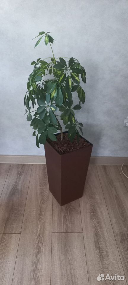 Шеффлера, Астрахань