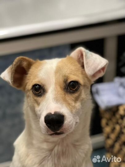 Джек Рассел терьер