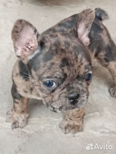 Французский бульдог щенки