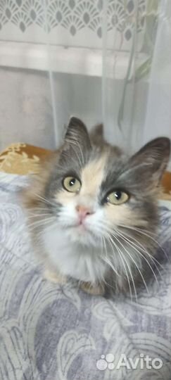 Кошка ласкуша