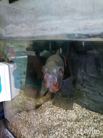 Астронатус