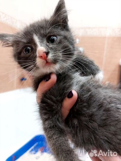 Котёнок 1 месяц от домашней кошки