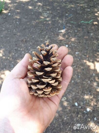 Шишки сосновые для декора много