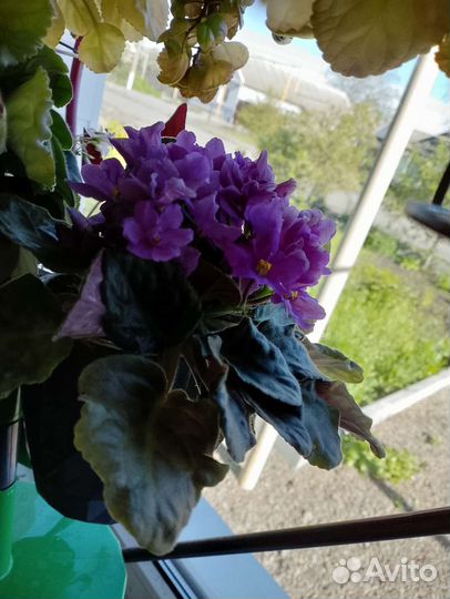 Уличные цветули и фиалки