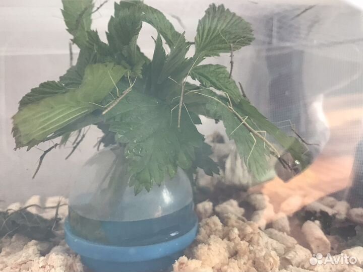 Анамские палочники малыши