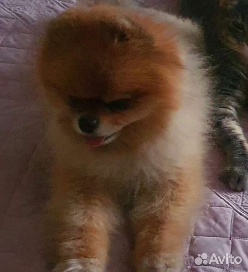 Девочка 2 мес