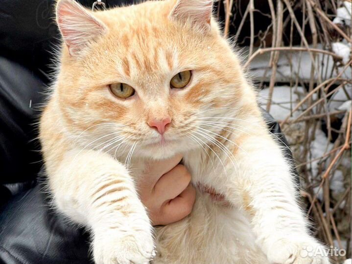 Кот