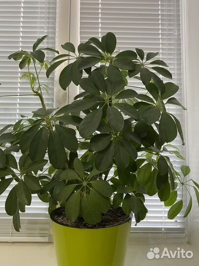 Комнатные растения цветы большие
