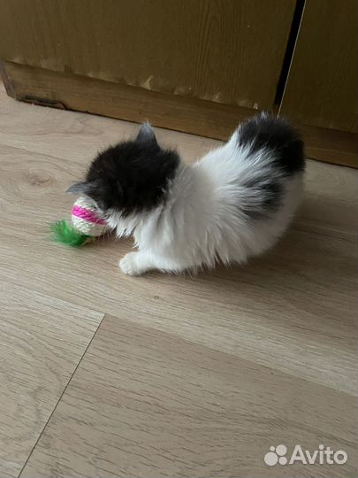 Котенок, девочка 1,5 месяца, в добрые руки