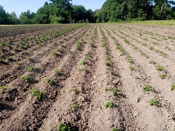 Дом 50 м² на участке 40 сот.