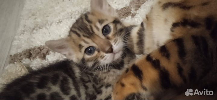 Бенгальские котята одна девочка