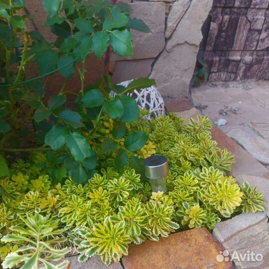 Седум очиток почвопокровник