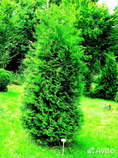 Высокая туя на участок Колумна