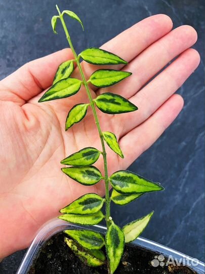 H. cv Bella Louis Buis/ Lida Buis/ Белла Луис Буис