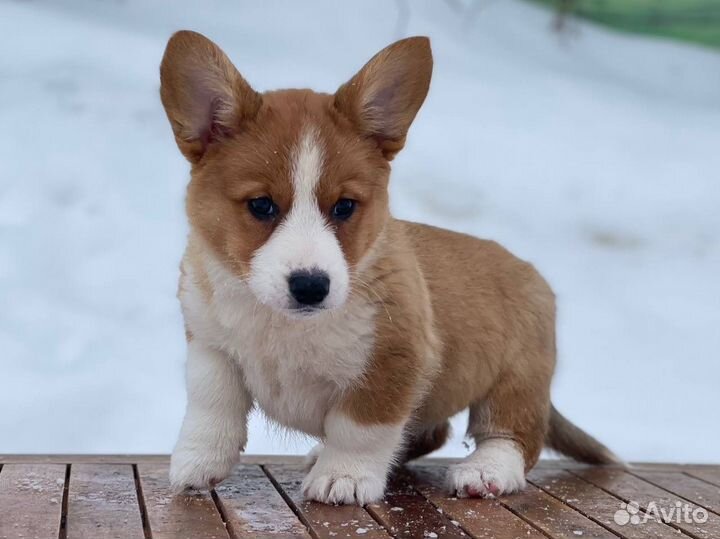 Бордер колли. Девочки для семьи