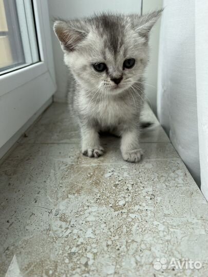 Британские котята