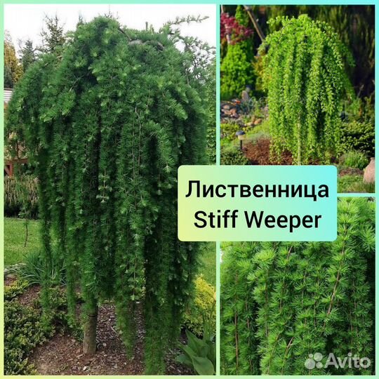 Лиственница Стифф Випер Stiff Weeper (штамб)