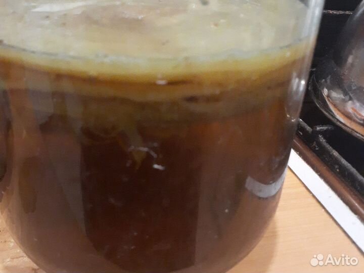 Чайный гриб бесплатно