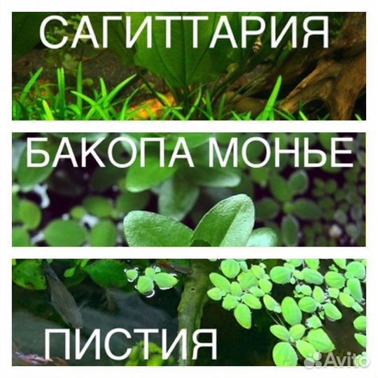 Растения аквариумные