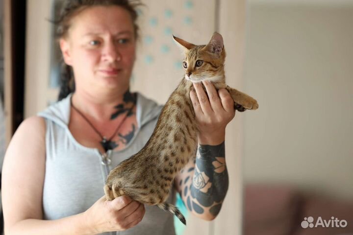 Мини Рысь. Чаузи f2