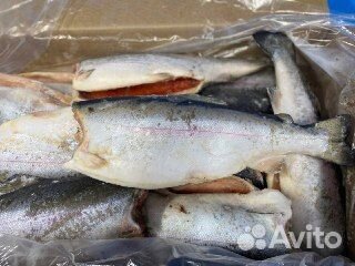 Форель свежемороженая, пбг, Форель Морская