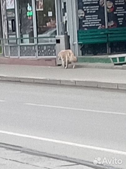Мангалица