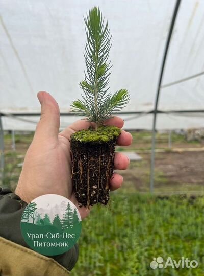 Зкс и окс Сосна Ель Лиственница сеянцы Голуб горн