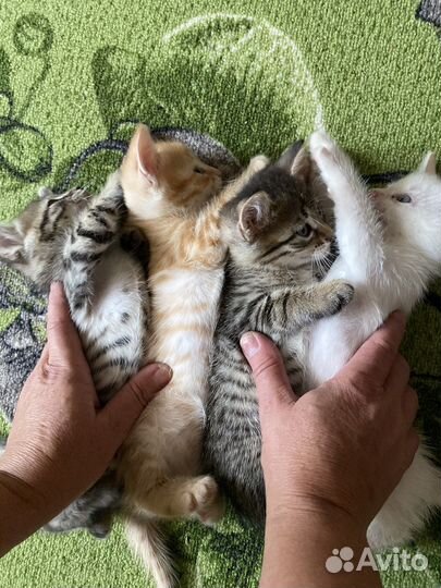 Отдам котят