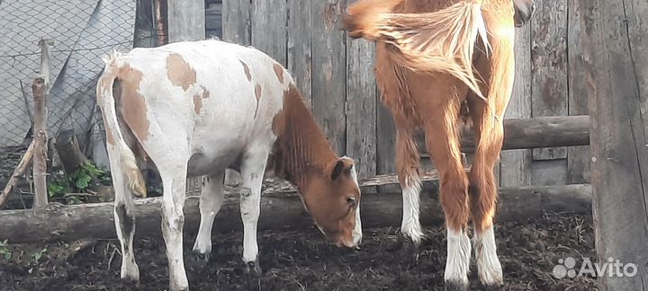 Продам корову