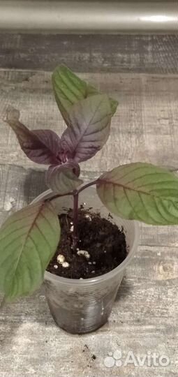 Цветы для дома