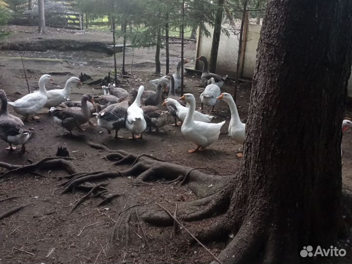 Холмогорские гуси