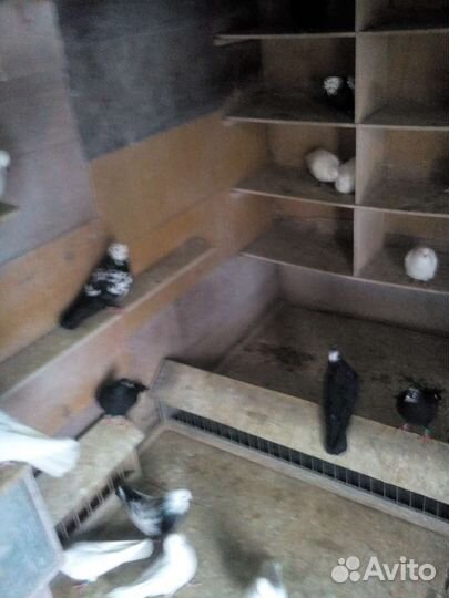 Бойные голуби