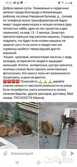 Кошка с котятами