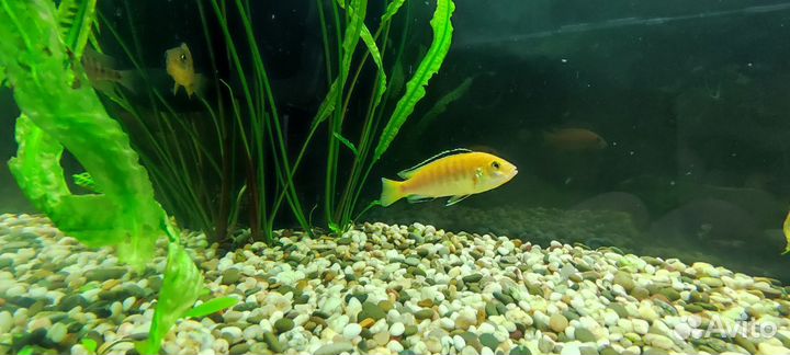 Лабидохромис еллоу