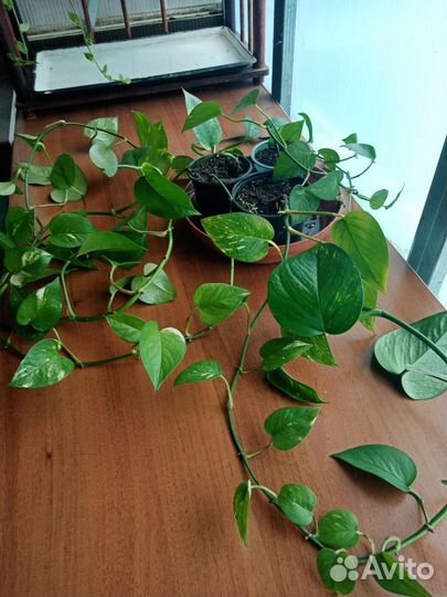 Сциндапсус