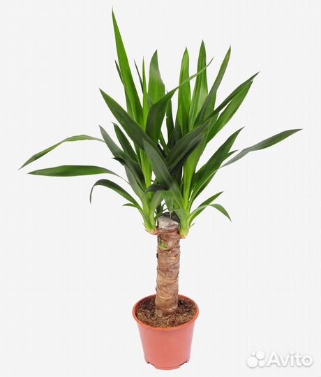 Комнатные домашние растения