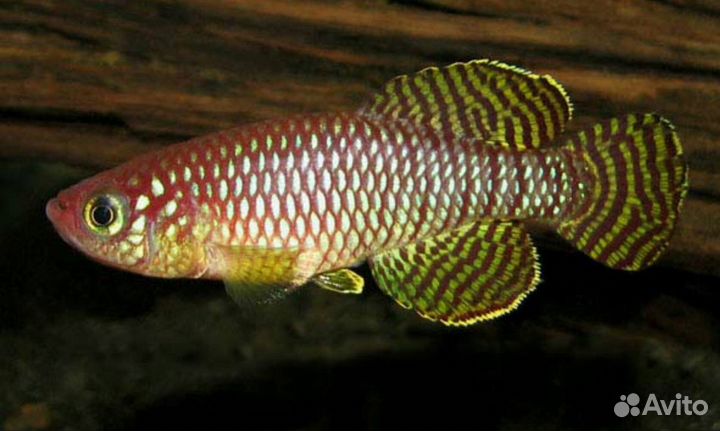 Killifish