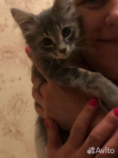 Девочка в хорошие руки