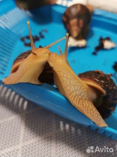 Улитки Ахатина