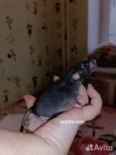Крысята дамбо рекс