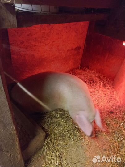 Порося русская белая