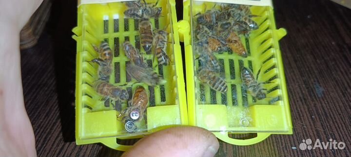 Пчеломатки бакфаст и карника