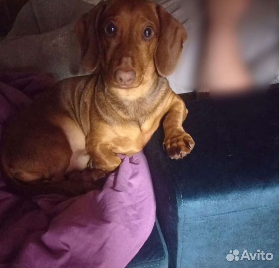 Вязка кобель такса