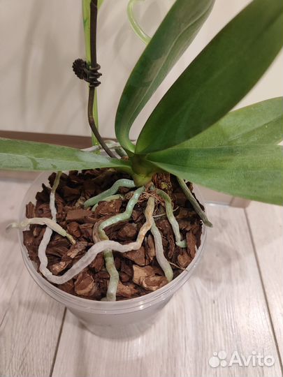 Орхидея фаленопсис