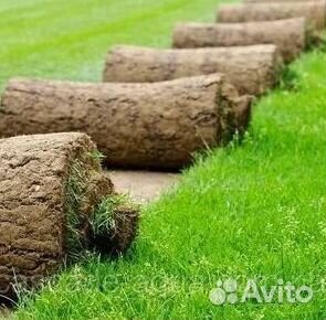 Продажа Рулонного газона
