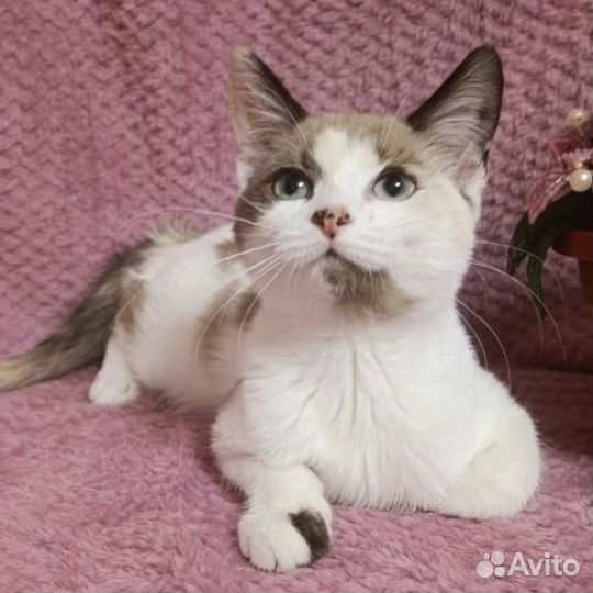 Тайская голуоглазая кошка в добрые руки